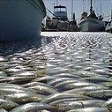 Fish Kill, King Harbor. Photo: Los Angeles Times